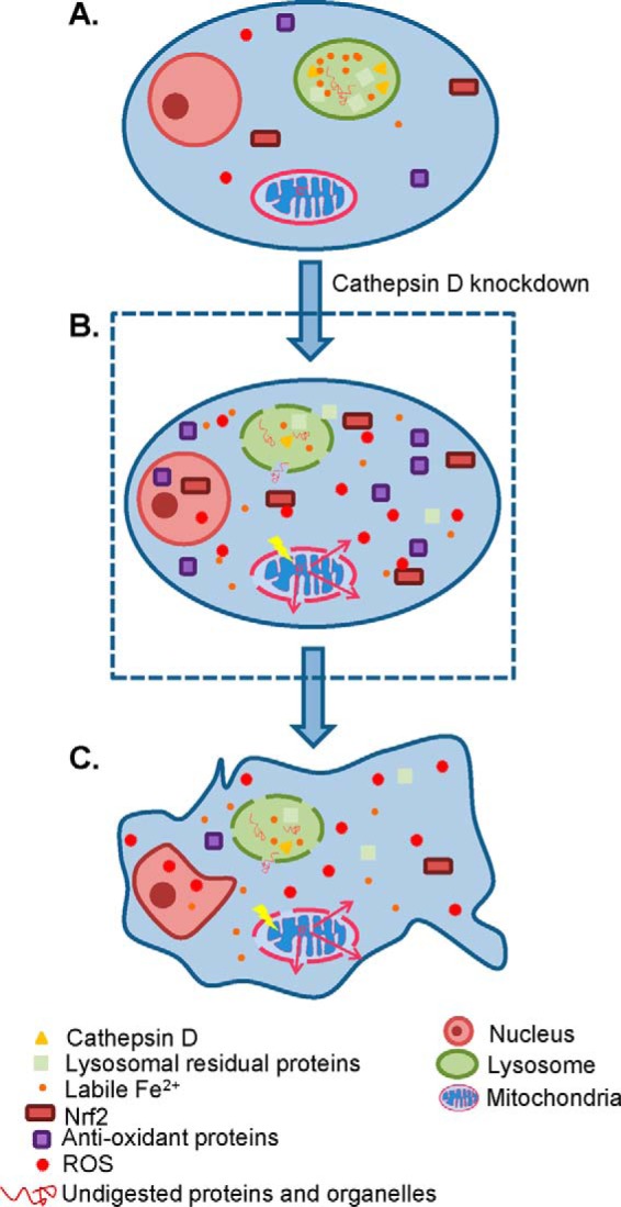 Fig. 8.