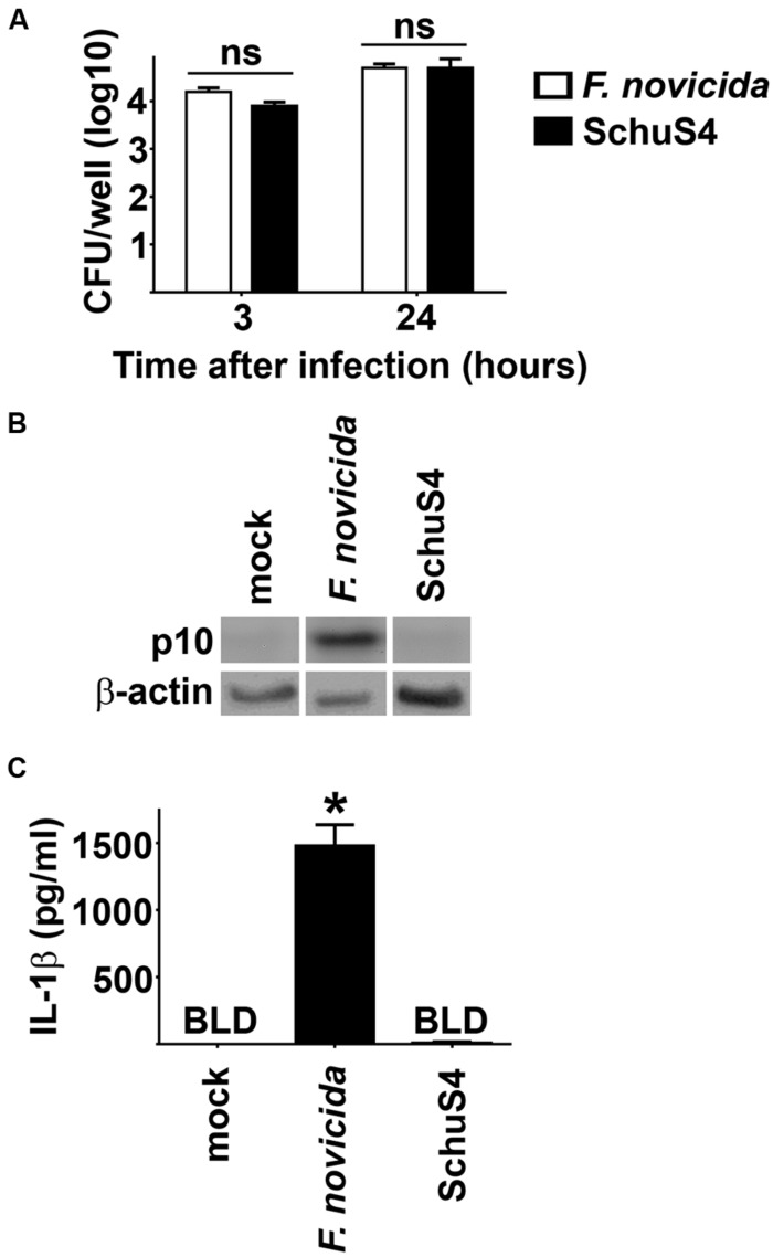 FIGURE 1