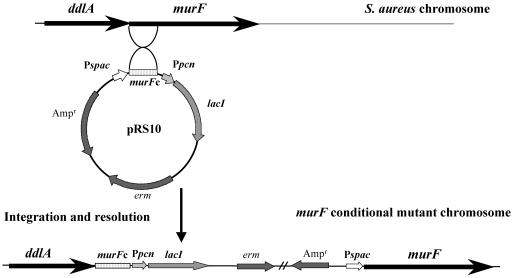 FIG. 1.