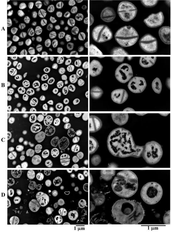 FIG. 8.