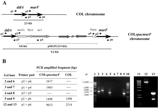 FIG. 2.