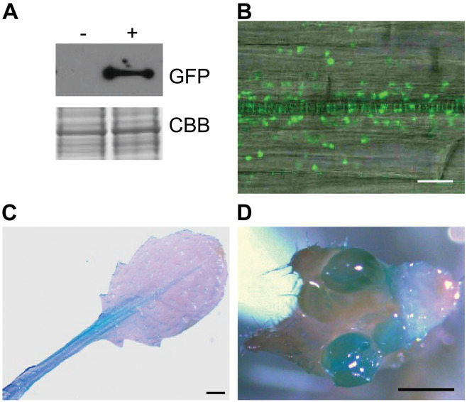 FIGURE 3