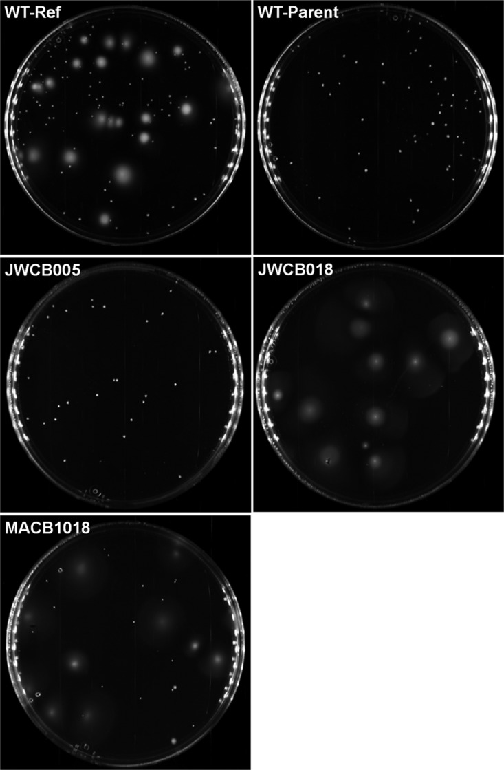 FIG 2