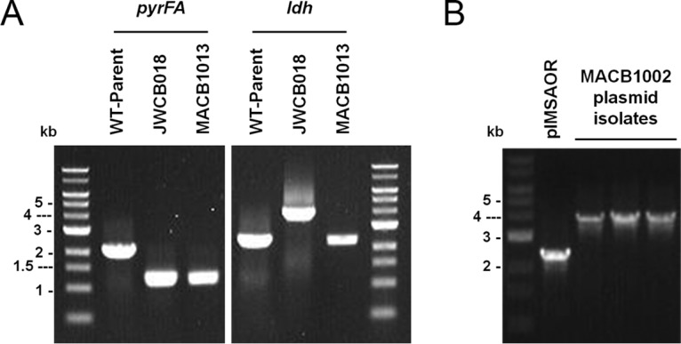 FIG 3