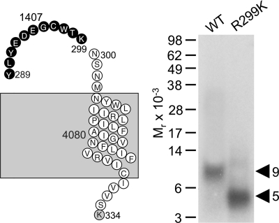 FIGURE 9.