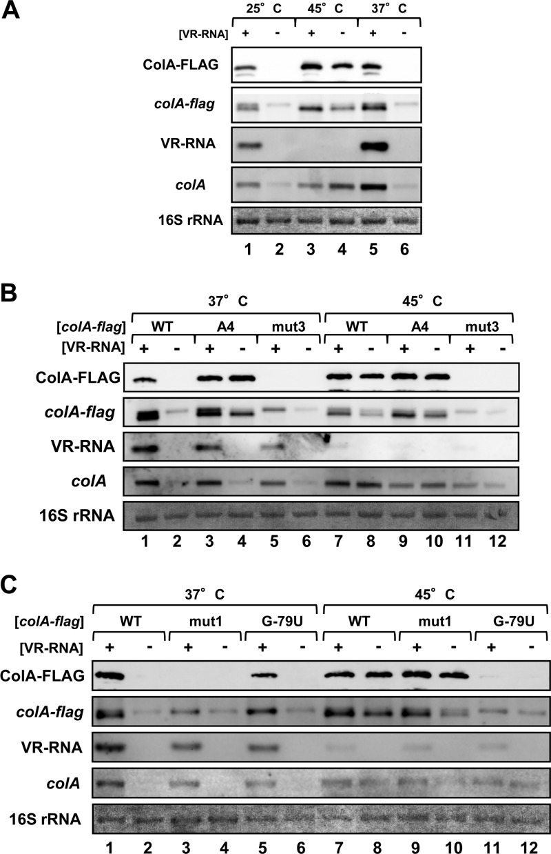 Fig 7