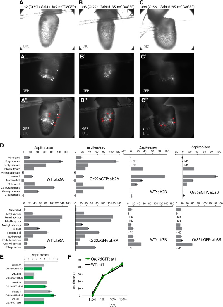 Fig 2