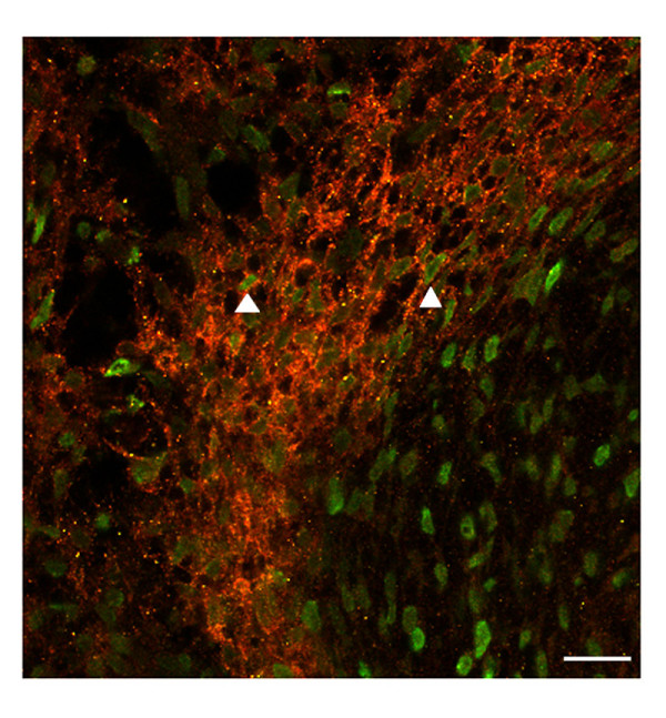 Figure 10