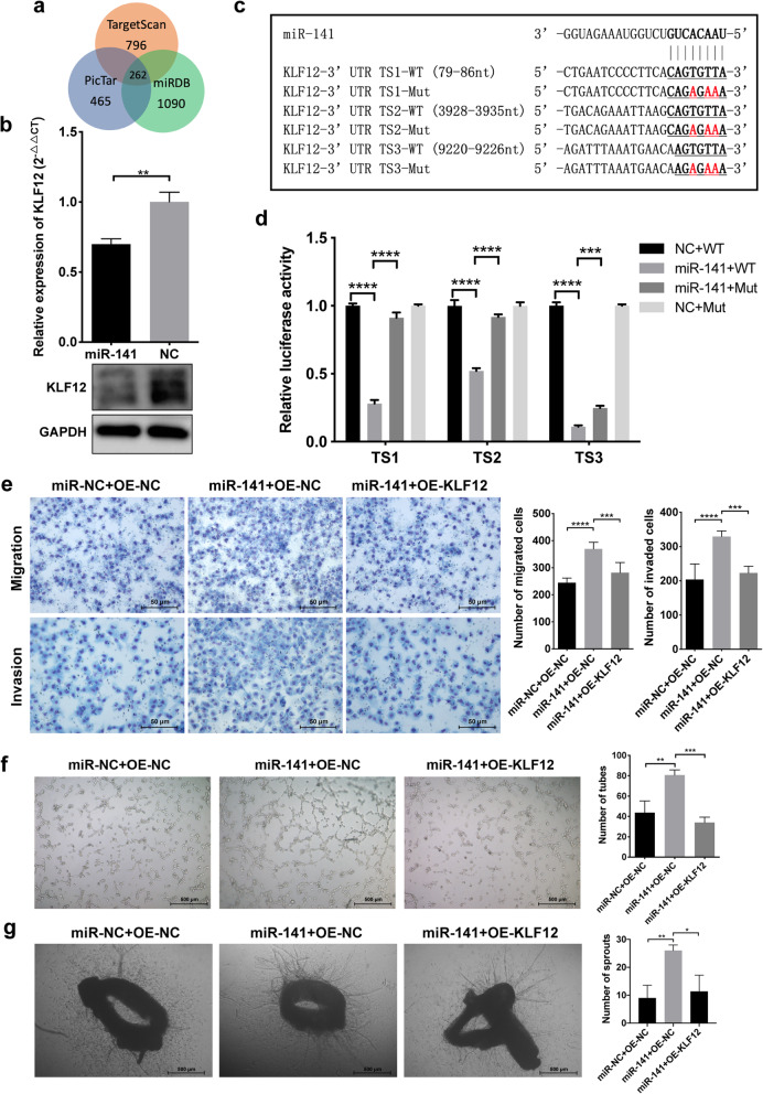 Exosomal miR-141 promotes tumor angiogenesis via KLF12 in small cell ...