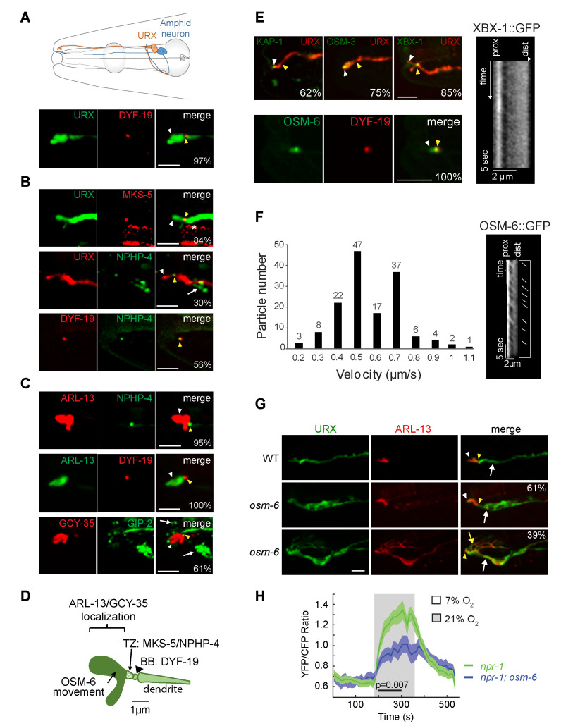 Figure 1. The URX neurons contain a cilium-like structure at their distal dendritic ends