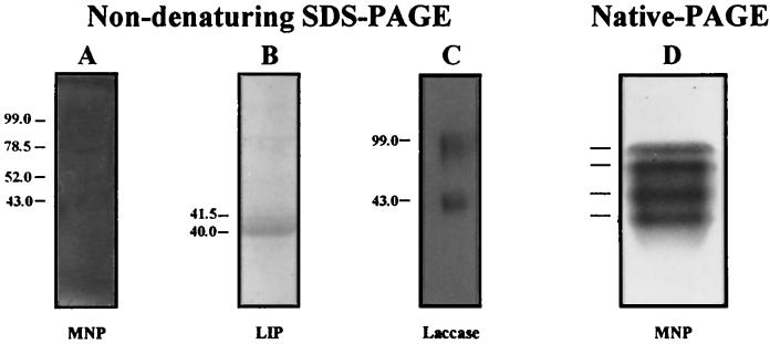 FIG. 7