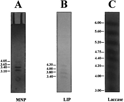 FIG. 6