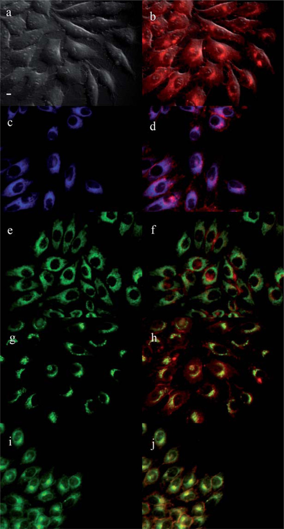 Fig. 10