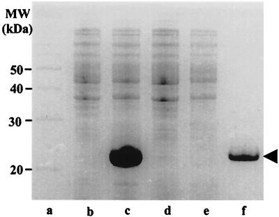 FIG. 5.