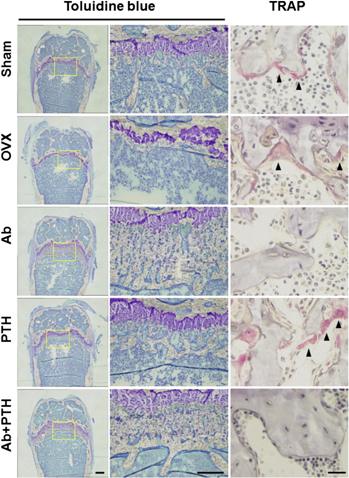 Fig. 4