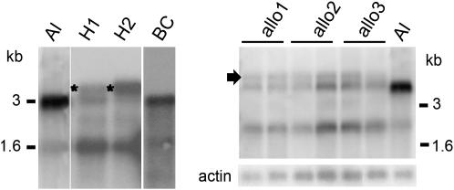 Figure 1.—