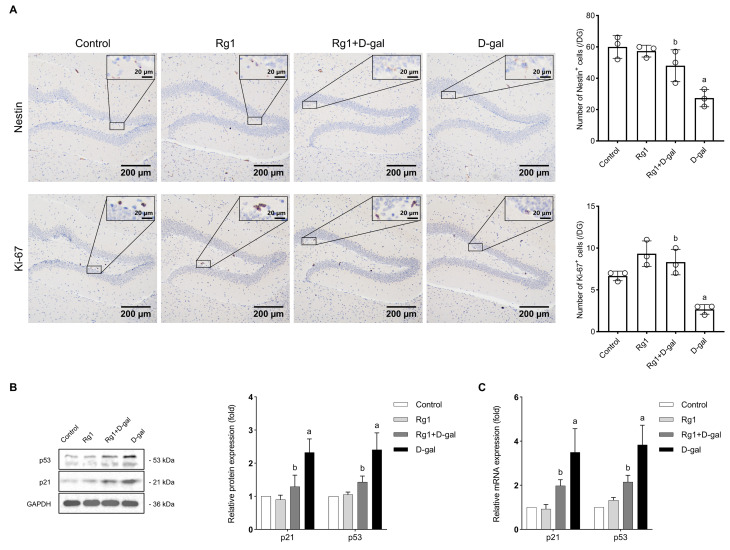 Ginsenoside Rg1 Promotes the Survival, Proliferation, and ...