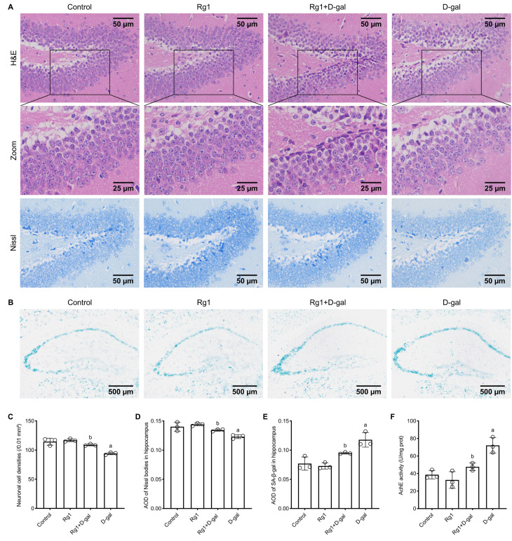 Ginsenoside Rg1 Promotes the Survival, Proliferation, and ...