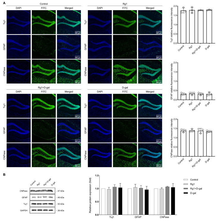 Ginsenoside Rg1 Promotes the Survival, Proliferation, and ...