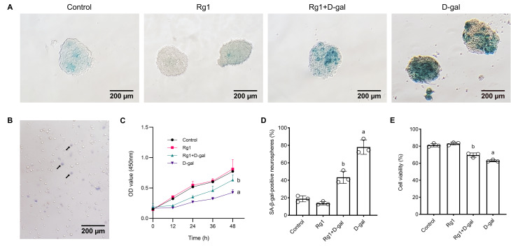 Ginsenoside Rg1 Promotes the Survival, Proliferation, and ...