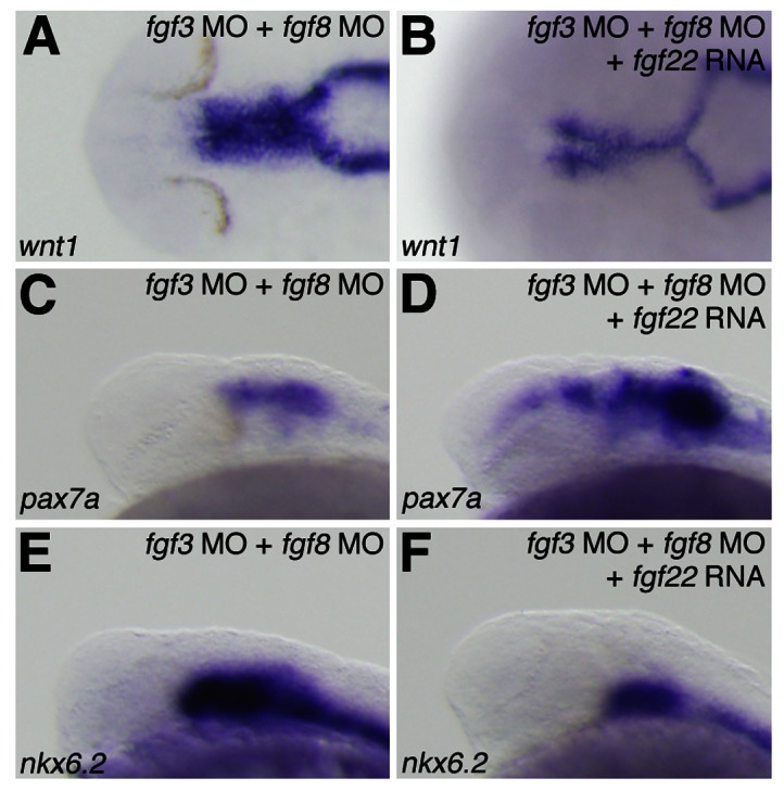 Fig. 9.