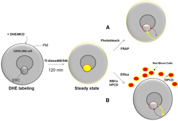 FIGURE 1: