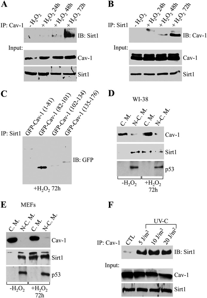 FIGURE 2.