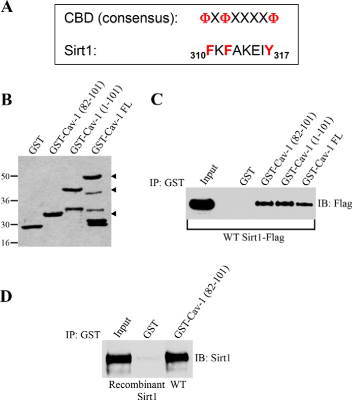 FIGURE 1.