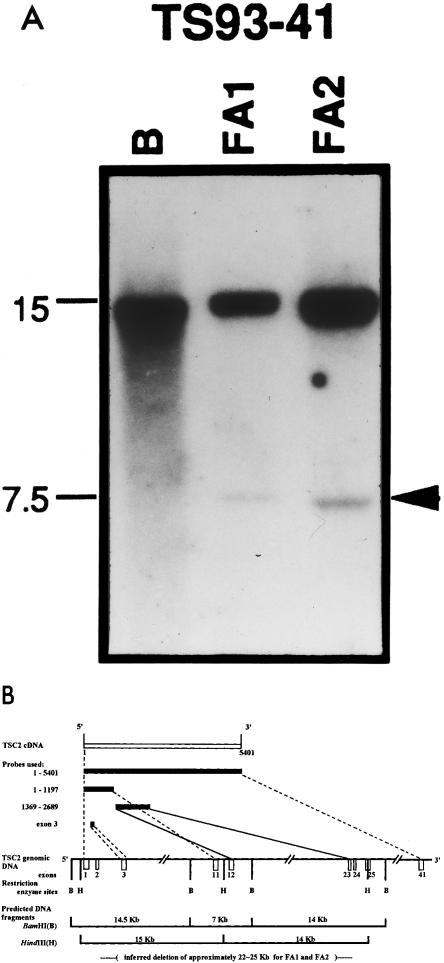 Figure  2