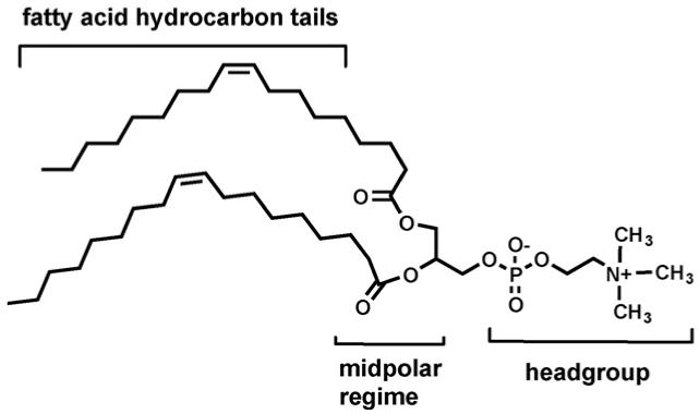 graphic file with name nihms-77862-f0001.jpg