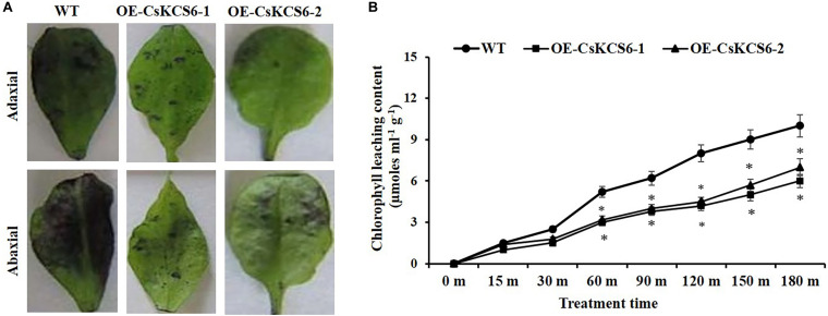 FIGURE 10