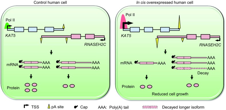 Figure 7