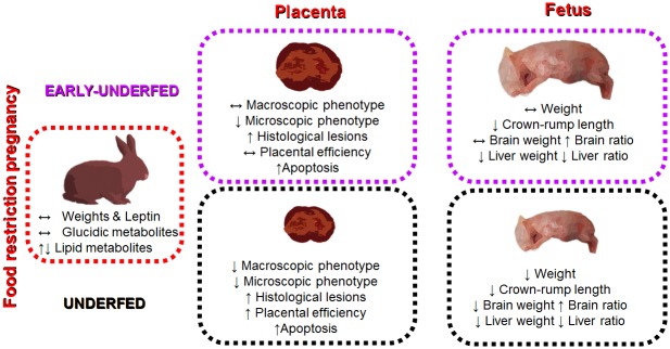 Fig 5