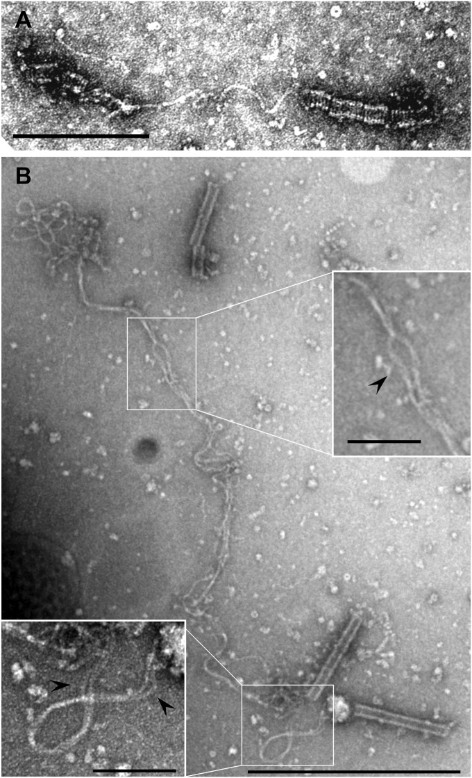 Fig. 3.