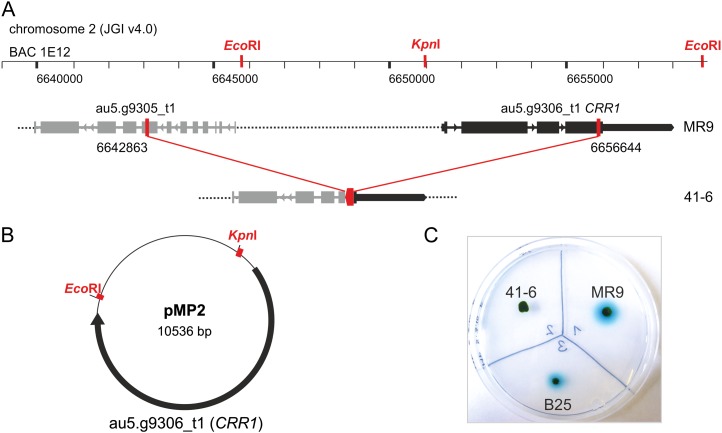 Figure 1.