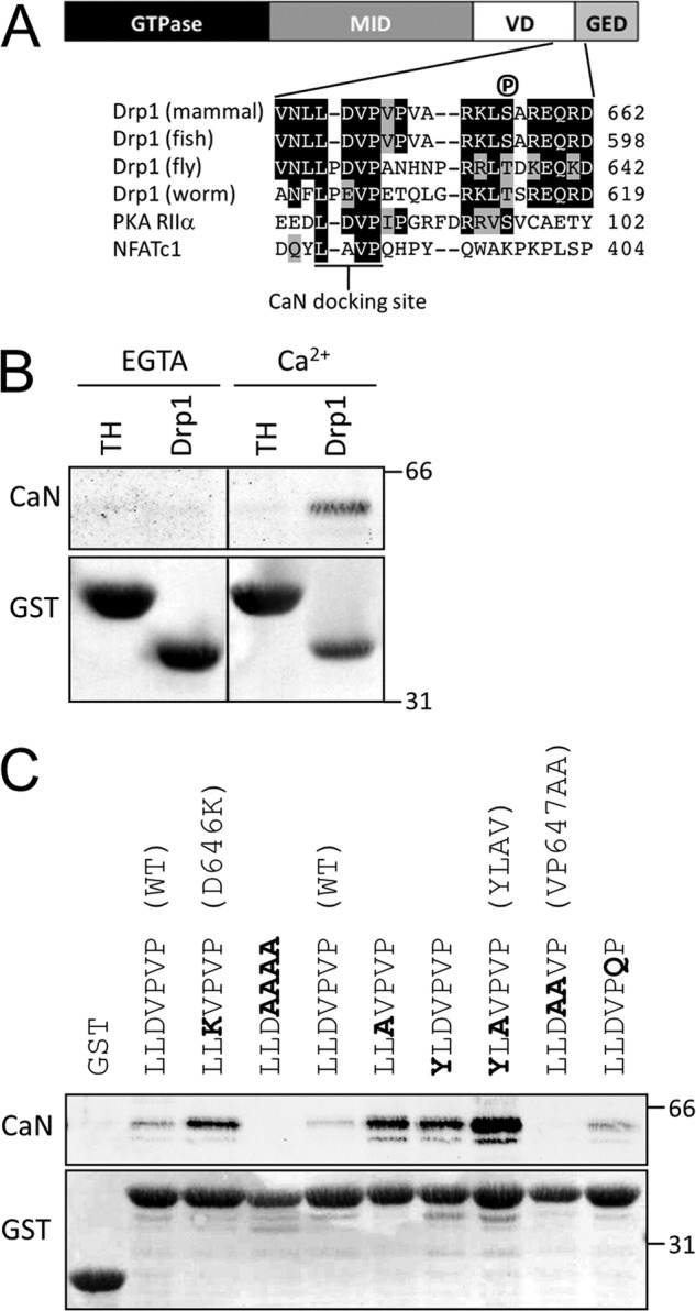 FIGURE 2.