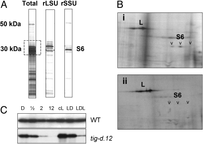 Fig. 8.