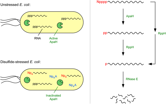 graphic file with name nihms-1530681-f0001.jpg