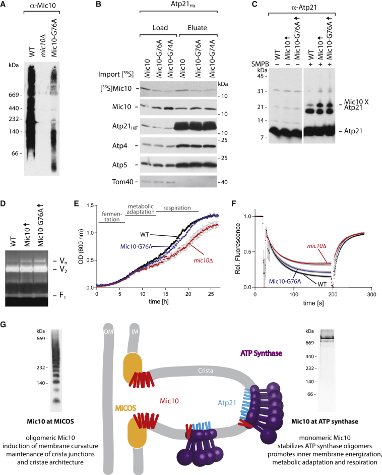 Figure 4