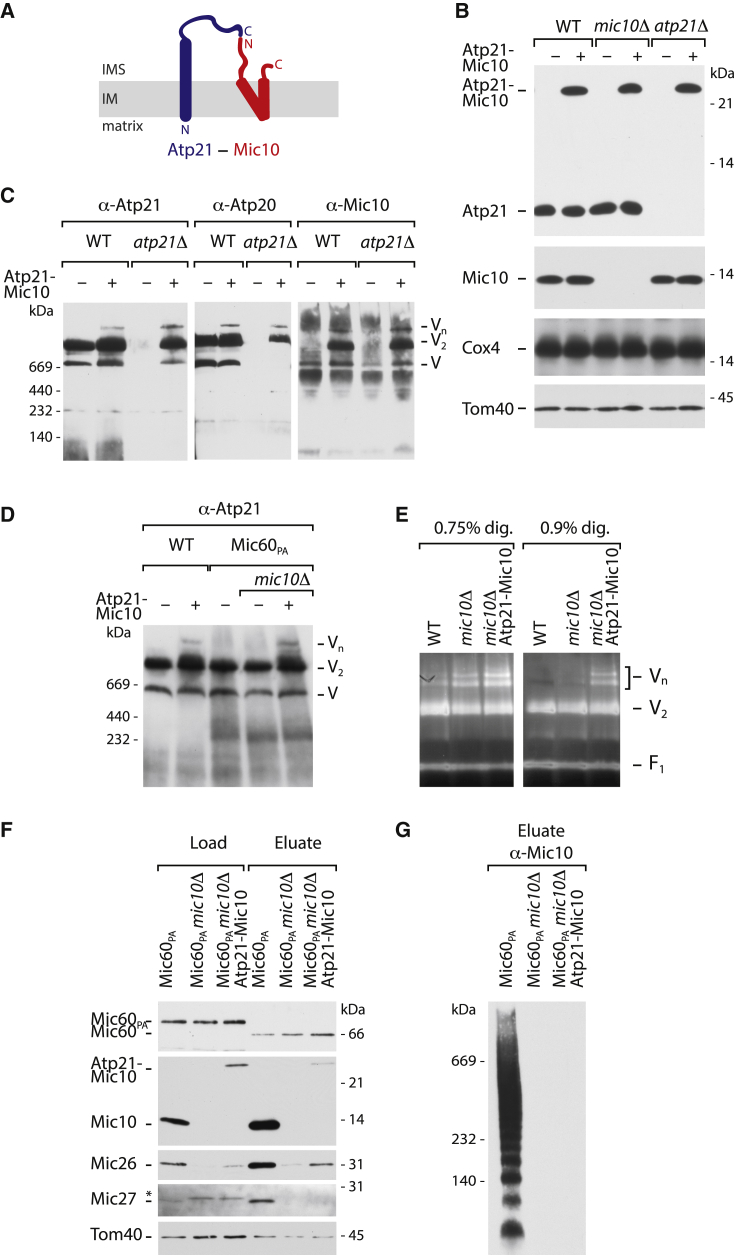 Figure 2