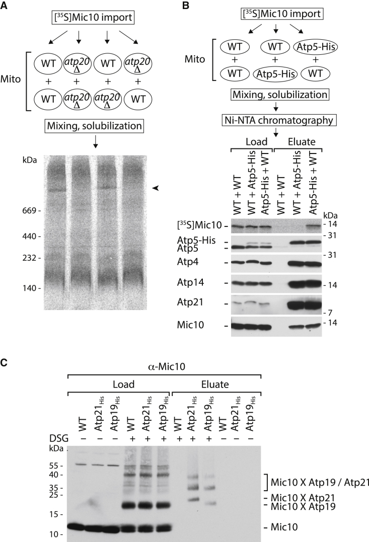 Figure 1