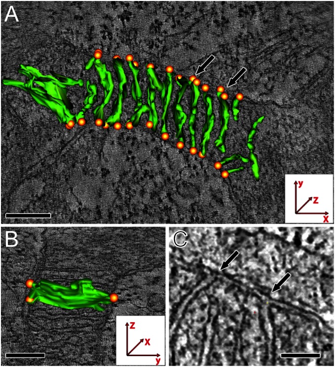 Fig. 6.