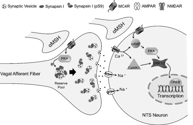 Figure 7.