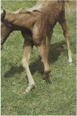 C-83: