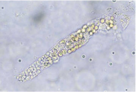 C-19: