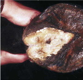 C-09: