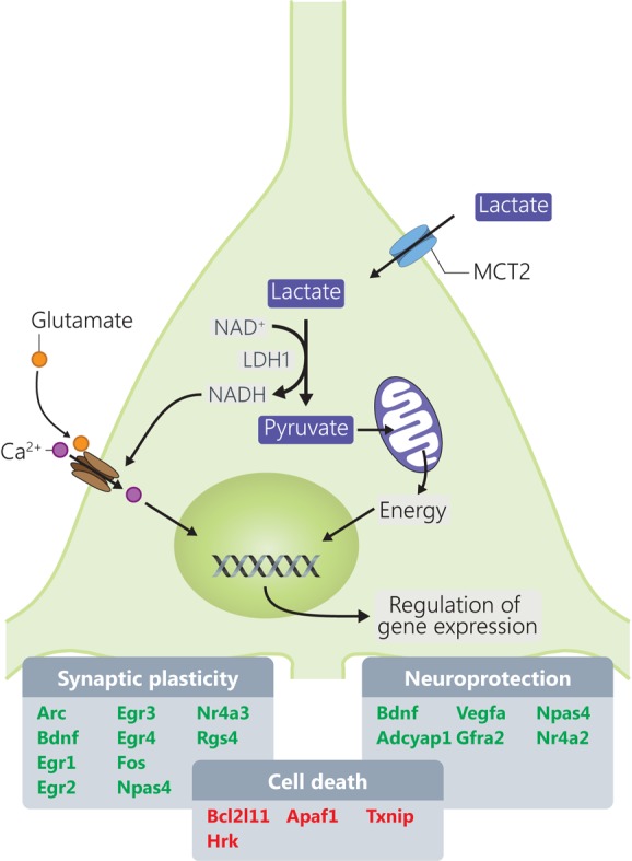 FIGURE 5