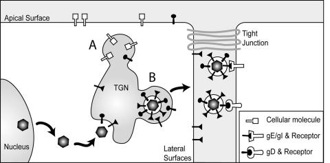 FIG. 9.