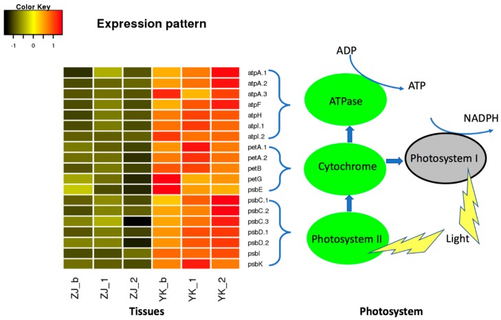 Figure 7