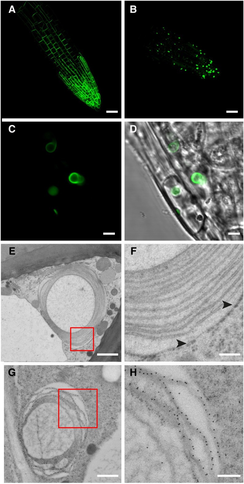 Figure 6.